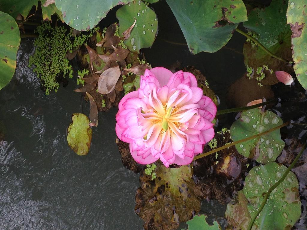 Songyuan B&B Lugu Buitenkant foto