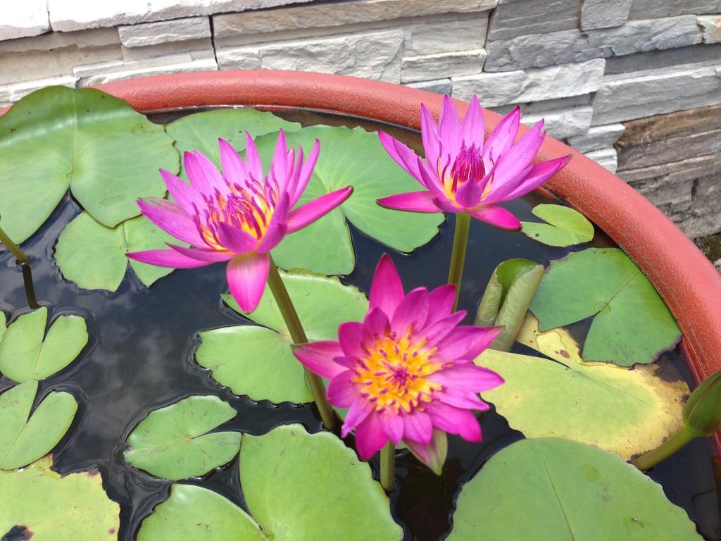 Songyuan B&B Lugu Buitenkant foto